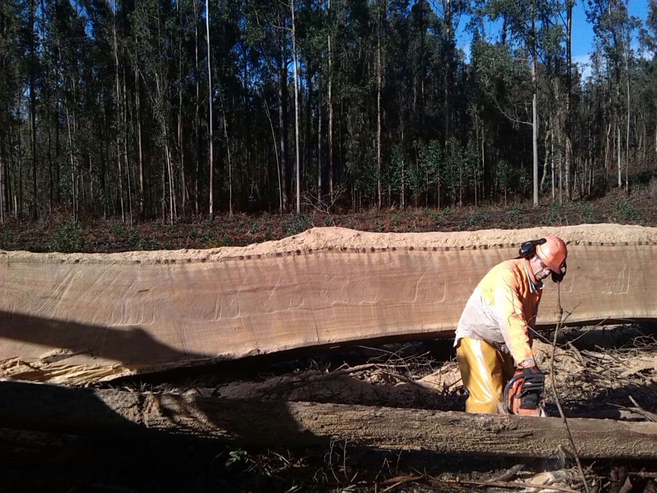 Fabricación de vigas de batea en Noia