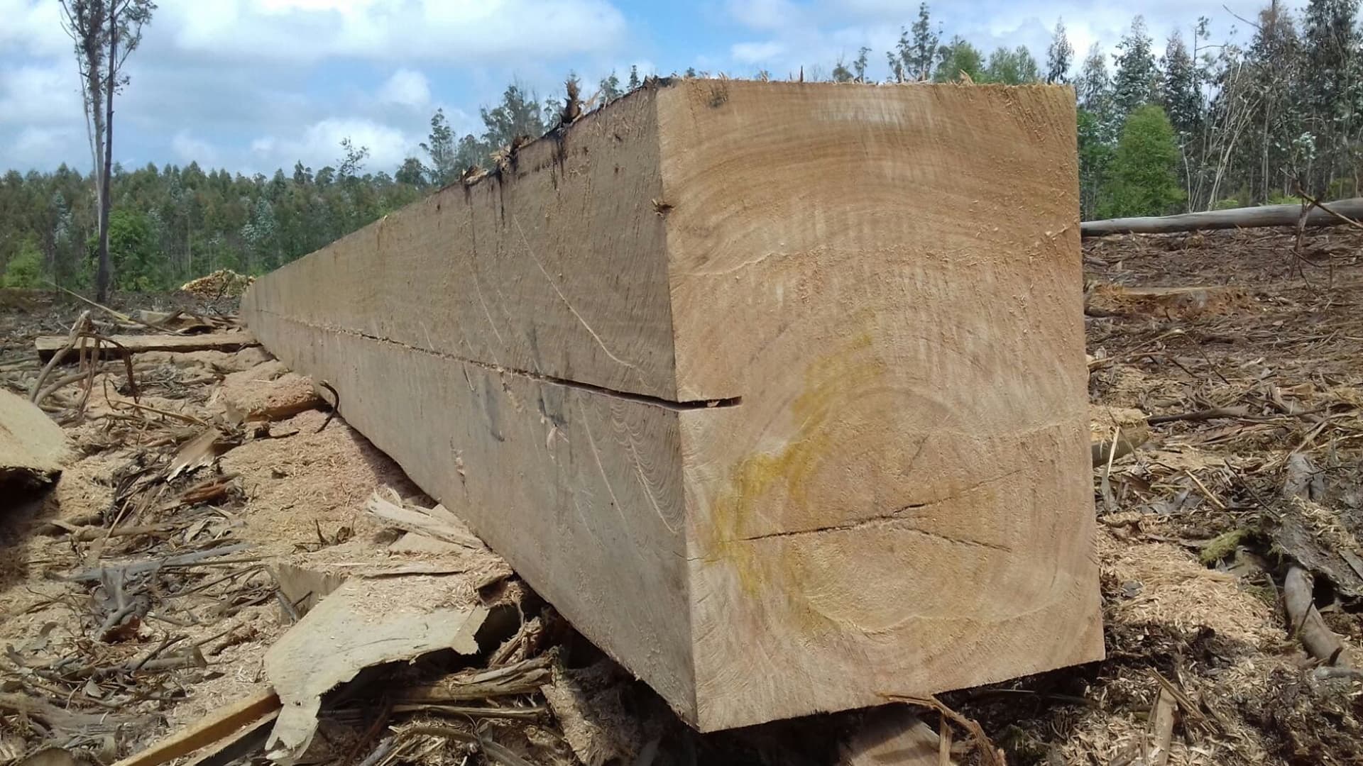 Empresa especializada en vigas para bateas en Noia