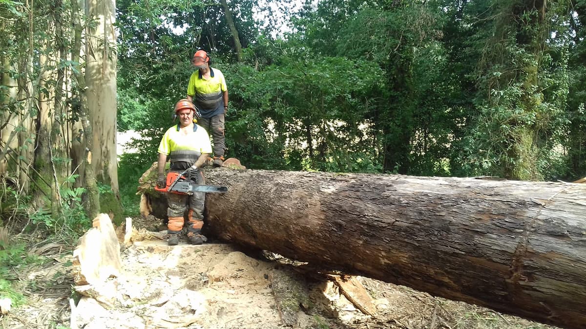 Selección madera eucalipto